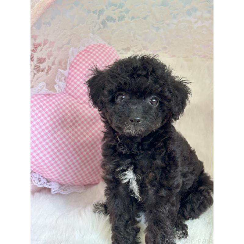 成約済の静岡県のミックス犬-410539の2枚目